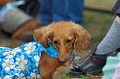 DoggyPark_C-355_thumb.png