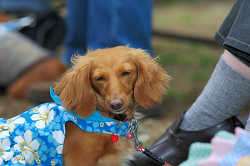 DoggyPark_C-356.jpg