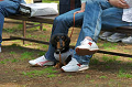 DoggyPark_C-357_thumb.png