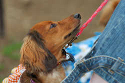 DoggyPark_C-358.jpg