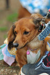 DoggyPark_C-359.jpg