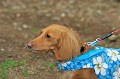 DoggyPark_C-360_thumb.png