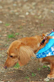 DoggyPark_C-361_thumb.png
