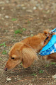 DoggyPark_C-362_thumb.png