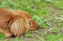 DoggyPark_C-364.jpg