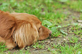 DoggyPark_C-364_thumb.png