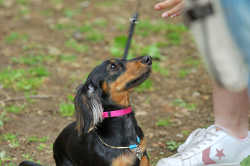 DoggyPark_C-365.jpg