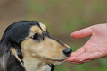 DoggyPark_C-366_thumb.png
