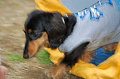 DoggyPark_C-367_thumb.png