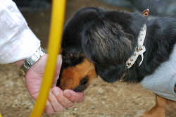 DoggyPark_C-368.jpg