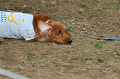 DoggyPark_C-369_thumb.png