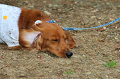 DoggyPark_C-370_thumb.png