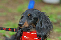 DoggyPark_C-371_thumb.png