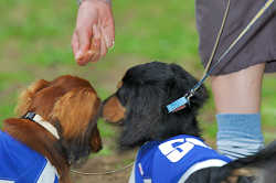DoggyPark_C-372.jpg