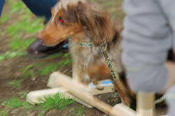 DoggyPark_C-373.jpg