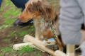 DoggyPark_C-373_thumb.png