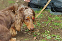 DoggyPark_C-374.jpg