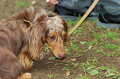 DoggyPark_C-374_thumb.png