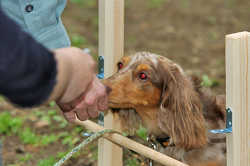 DoggyPark_C-375.jpg