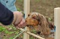 DoggyPark_C-375_thumb.png