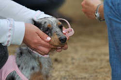 DoggyPark_C-376.jpg