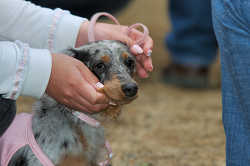 DoggyPark_C-377.jpg