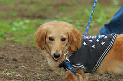 DoggyPark_C-378.jpg
