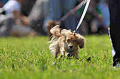 050918_sports_A-0120_thumb.png