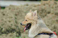 050918_sports_B-0611_thumb.png