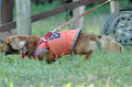 050918_sports_B-0663_thumb.png