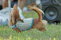 050918_sports_B-0677_thumb.png