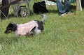 050918_sports_C-0822_thumb.png