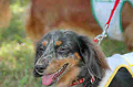 050918_sports_C-1004_thumb.png