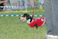 050918_sports_C-1065.jpg
