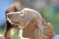 050918_sports_C-1131_thumb.png