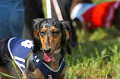 050918_sports_D-1262_thumb.png