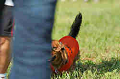 050918_sports_D-1286_thumb.png