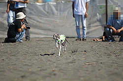 A_D2X_0220.jpg